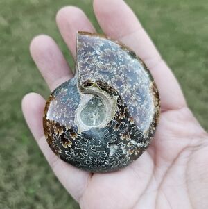 ammonite shell 2.5 in